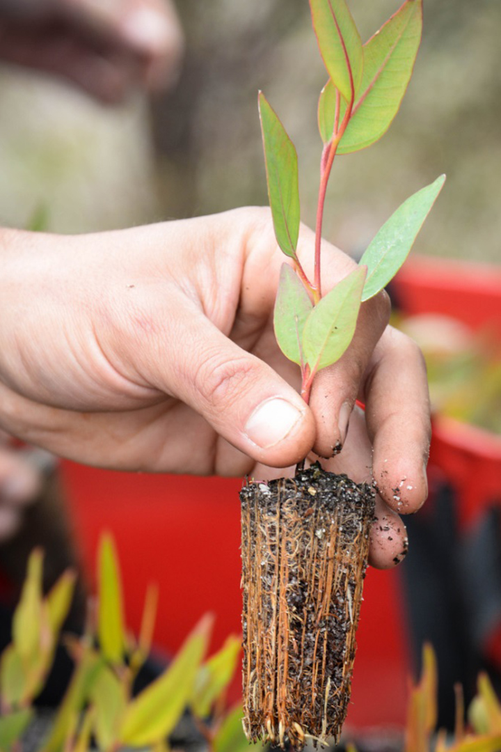 Tree-Planting.jpg